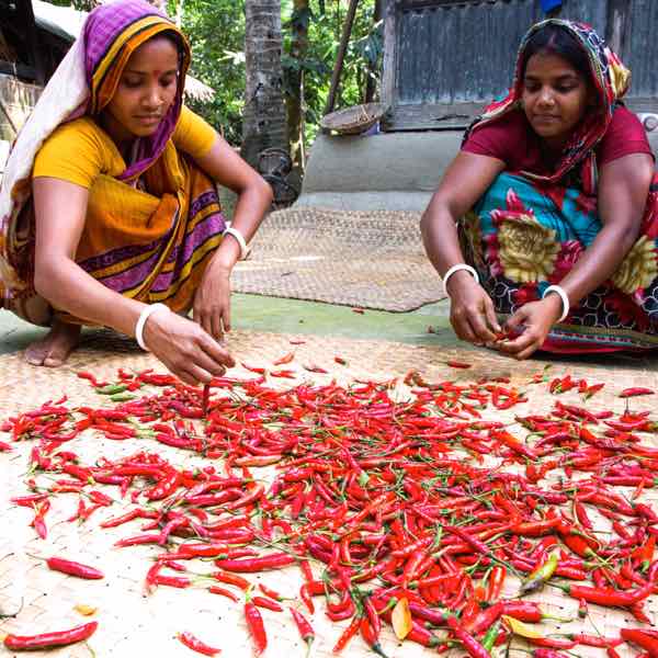 bangladesh-piment