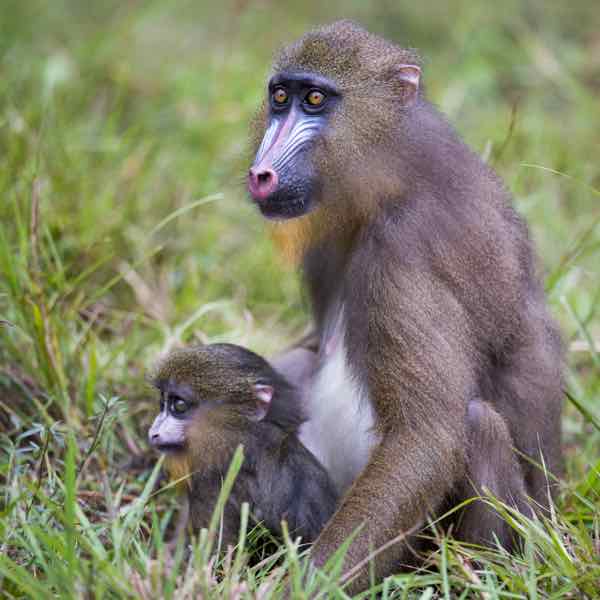 gabon cirquit touristique