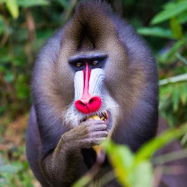 mandrill