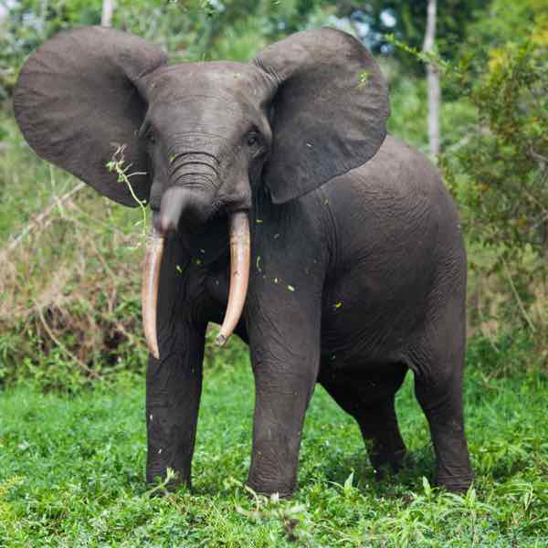 photo safari gabon