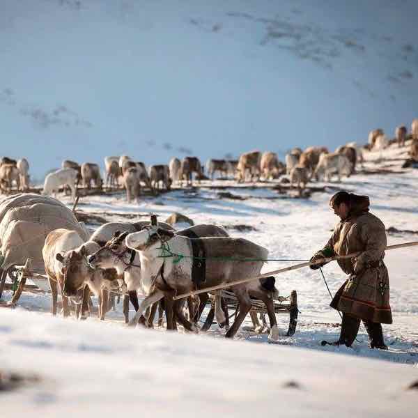 nenets