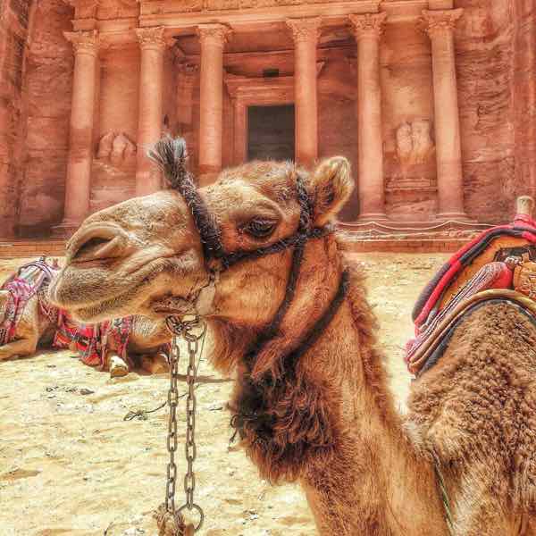 petra camel