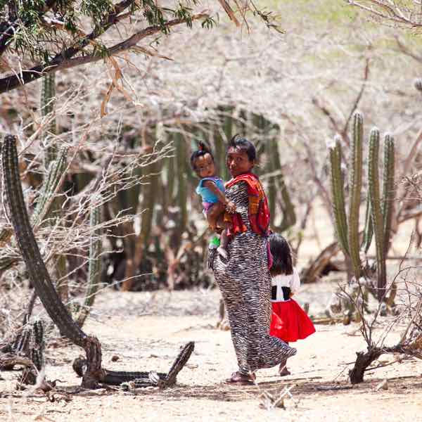 wayuu