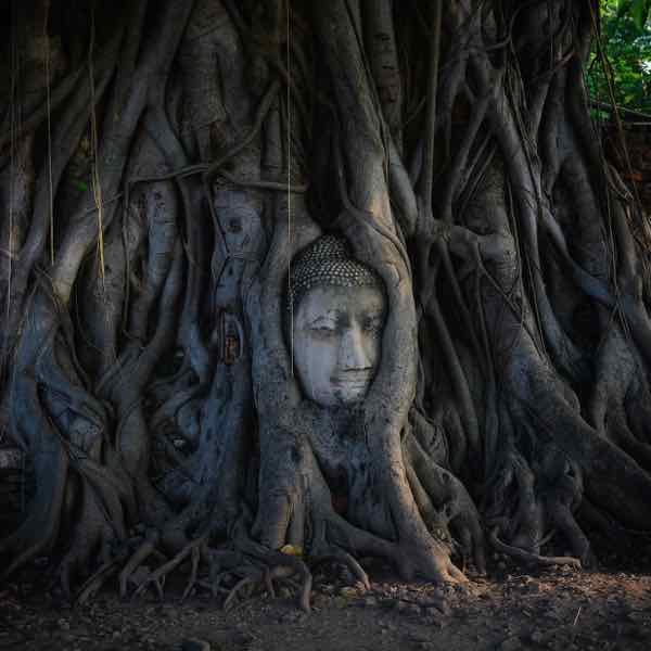 Ayutthaya-head