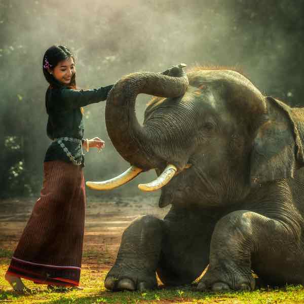 Elephant-asia