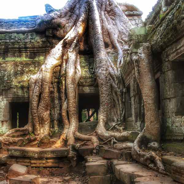 angkor-root